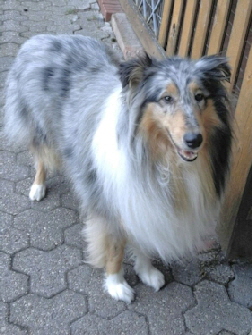 Camaro Eternal Flame (Enya)