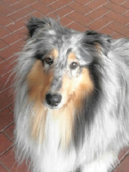 Camaro Eternal Flame (Enya)