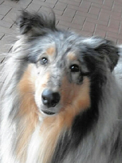 Camaro Eternal Flame (Enya). 25.06.2017