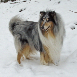 Blue Kristall of Castle Garden