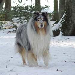 Blue Kristall of Castle Garden