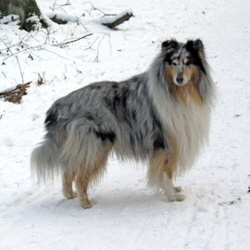 Blue Kristall of Castle Garden