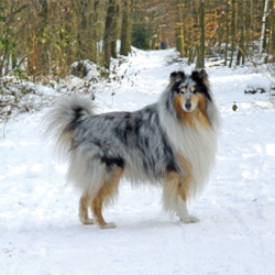 Blue Kristall of Castle Garden