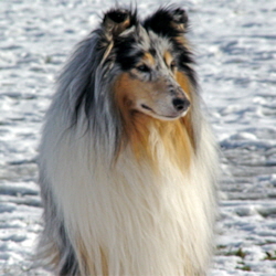 Blue Kristall of Castle Garden