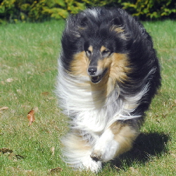 Macho of Castle Garden (Tobey)