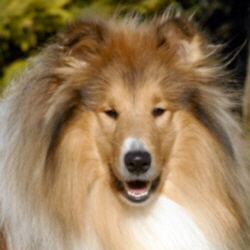 Norman of Castle Garden (Neo). Besitz u. Foto Kina