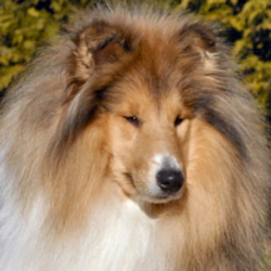 Norman of Castle Garden (Neo). Besitz u. Foto Kina