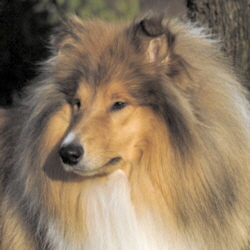 Norman of Castle Garden (Neo). Besitz u. Foto Kina