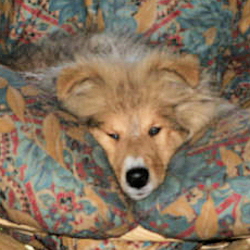 Norman of Castle Garden (Neo). Besitz u. Foto Kina