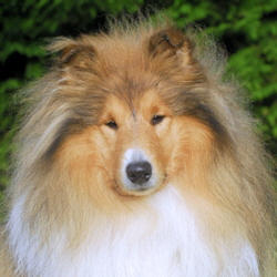 Norman of Castle Garden (Neo). Besitz u. Foto Kina