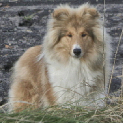 Norman of Castle Garden (Neo). Besitz u. Foto Kina