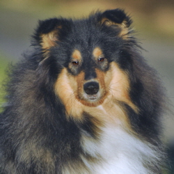 Verona of Castle Garden. Besitz u. Foto Kina