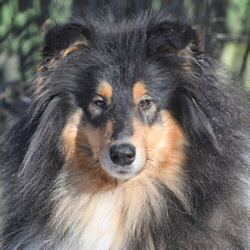 Verona of Castle Garden. Besitz u. Foto Kina Verona of Castle Garden. Besitz u. Foto Kina