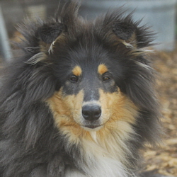 Verona of Castle Garden. Besitz u. Foto Kina