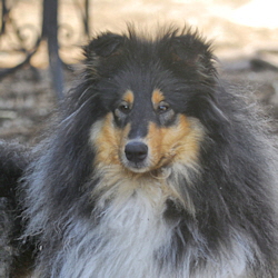 Verona of Castle Garden. Besitz u. Foto Kina