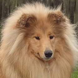 Perla of Castle Garden (Sheila). 26.01.2014