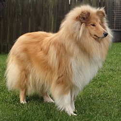 Perla of Castle Garden (Sheila). 26.01.2014