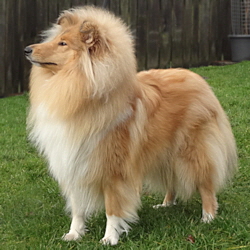 Perla of Castle Garden (Sheila). 26.01.2014