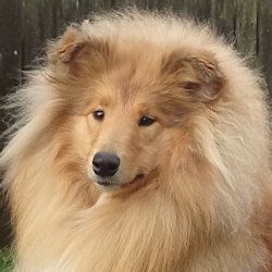 Perla of Castle Garden (Sheila). 26.01.2014