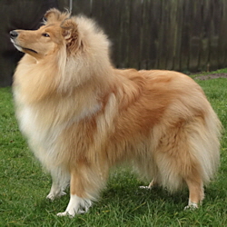 Perla of Castle Garden (Sheila). 26.01.2014