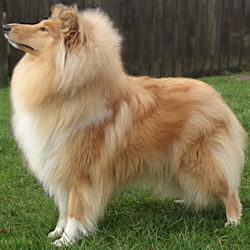 Perla of Castle Garden (Sheila). 26.01.2014