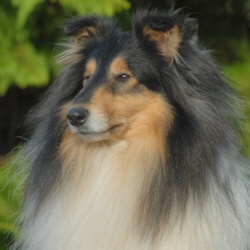 Enrico Black Gino of Castle Garden