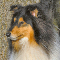 Enrico Black Gino of Castle Garden