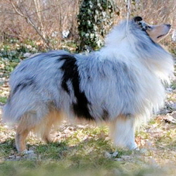 Camaro Unforgettable (Silver)