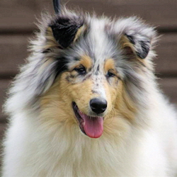 Camaro Unforgettable (Silver)