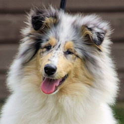 Camaro Unforgettable (Silver)