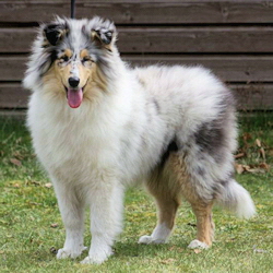 Camaro Unforgettable (Silver)