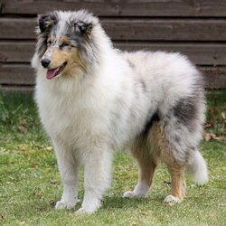Camaro Unforgettable (Silver)
