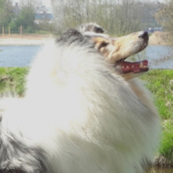 Camaro Unforgettable (Silver)