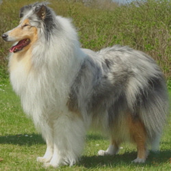 Camaro Unforgettable (Silver)