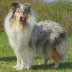 Camaro Unforgettable (Silver)