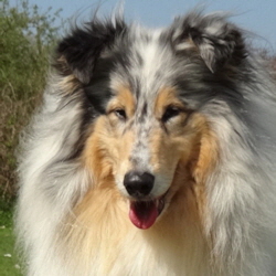 Camaro Unforgettable (Silver)