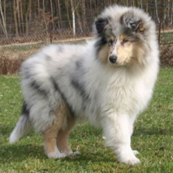 Camaro Unforgettable (Silver)