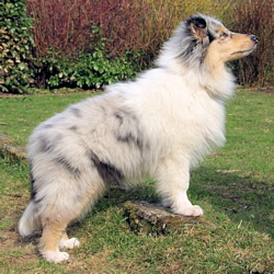 Camaro Unforgettable (Silver)