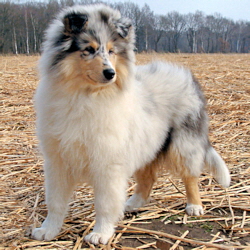 Camaro Unforgettable (Silver)