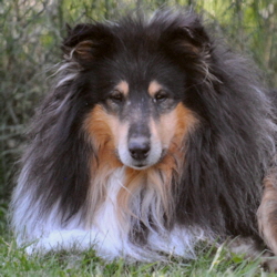 Macho of Castle Garden (Tobey)