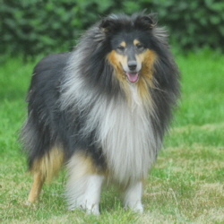 Macho of Castle Garden (Tobey)