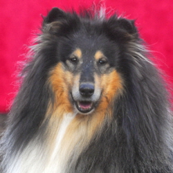 Macho of Castle Garden (Tobey)