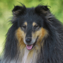 Macho of Castle Garden (Tobey)