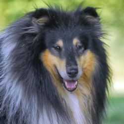 Macho of Castle Garden (Tobey)