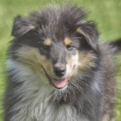 Macho of Castle Garden (Tobey)