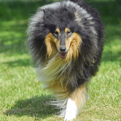 Macho of Castle Garden (Tobey)