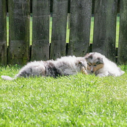 V-Wurf. Foto Zoony, April 2016