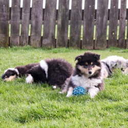 V-Wurf. Foto Zoony, April 2016 V-Wurf. Foto Zoony, April 2016