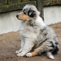 V-Wurf. Foto Zoony, April 2016 V-Wurf. Foto Zoony, April 2016