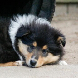 V-Wurf. Foto Zoony, April 2016